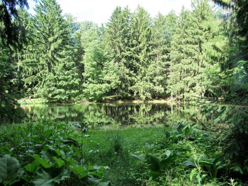 Lush green forest surrounding a calm pond, with tall trees reflecting in the water under a clear blue sky.