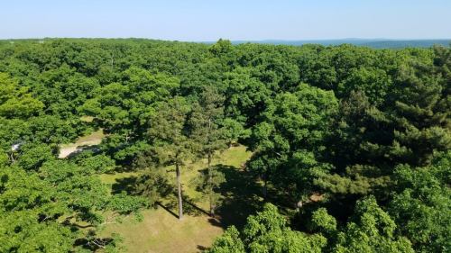 Aerial view of a lush green forest with tall trees and a clear blue sky in the background.