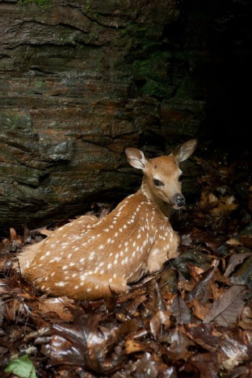 A spotted fawn resting among fallen leaves near a rocky background in a forested area.