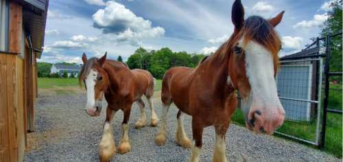Two Clydesdale horses stand on a gravel path, with a blue sky and fluffy clouds in the background.
