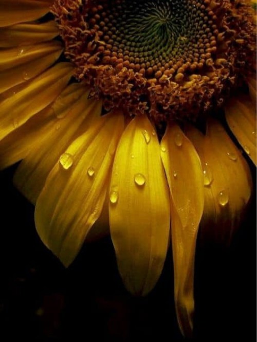 Close-up of a sunflower with vibrant yellow petals and droplets of water glistening on them against a dark background.