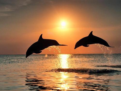 Two dolphins leap out of the water against a sunset backdrop, creating a serene and beautiful ocean scene.