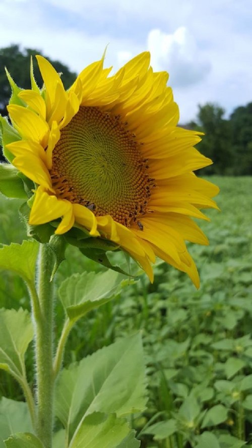 A close-up of a vibrant sunflower with a green background of leaves and a cloudy sky.
