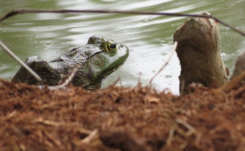 A close-up of a green frog sitting near the water's edge, surrounded by brown pine needles and a blurred background.