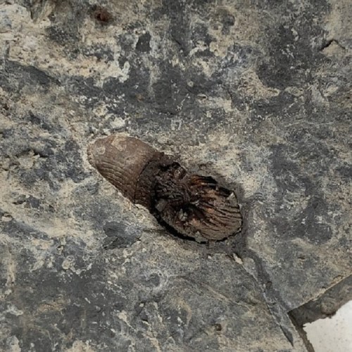 Close-up of a fossilized shell embedded in a rocky surface, showcasing intricate details and textures.