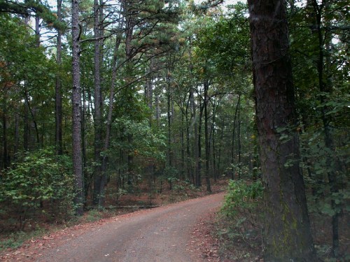 A winding dirt road through a dense forest with tall trees and scattered leaves on the ground.