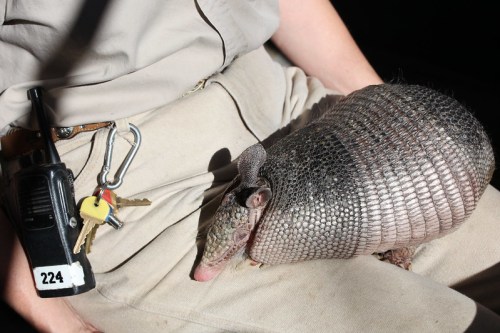 A person in khaki pants holds a small armadillo resting on their lap, with a walkie-talkie and keys visible nearby.