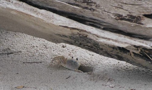 A small crab emerges from a sandy burrow near a piece of driftwood on the beach.