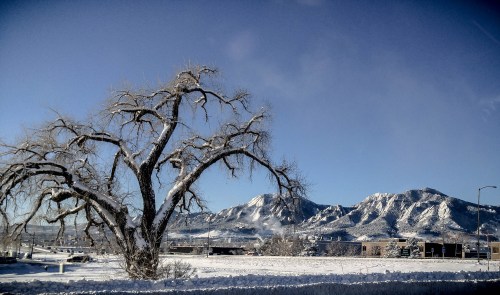 A snow-covered landscape featuring a bare tree in the foreground and mountains in the background under a clear blue sky.