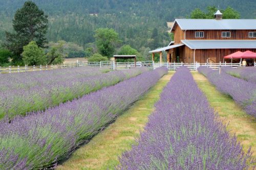 A lavender field with rows of purple flowers leading to a rustic wooden barn and trees in the background.