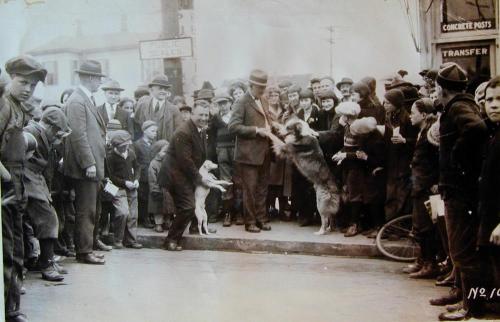 A historic black-and-white photo of a crowd watching two dogs interact with a man on a street corner.