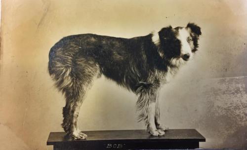 A vintage photo of a dog standing on a table, with a fluffy coat and a curious expression. The name "Bob" is visible.