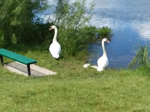 Two white swans stand near a calm lake, with green grass and a bench in the foreground.