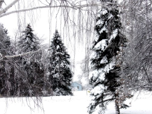 A snowy landscape featuring tall evergreen trees and a distant house, all covered in a layer of fresh snow.