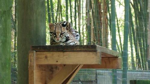 A spotted ocelot rests on a wooden platform surrounded by bamboo in a wildlife enclosure.