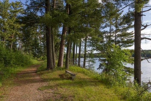A serene path lined with tall trees beside a calm lake, featuring a wooden bench for resting.