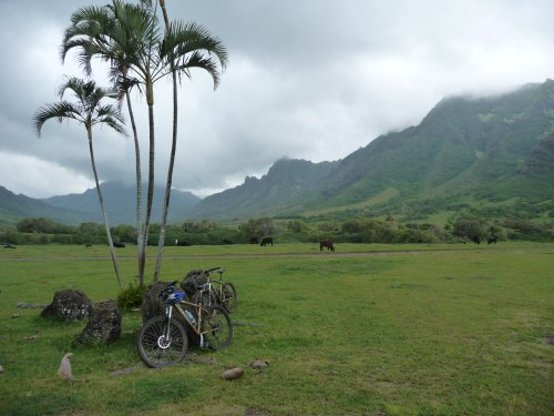A serene landscape featuring two bicycles near palm trees, with mountains and grazing cows in the background under cloudy skies.