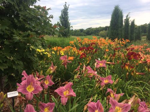 A vibrant garden filled with blooming daylilies in various colors, surrounded by lush greenery and trees.