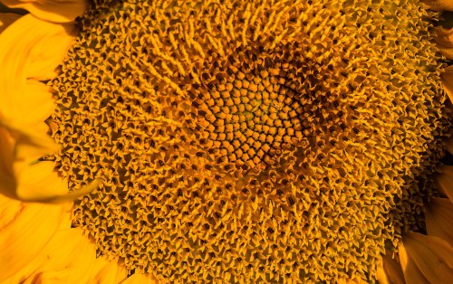 Close-up of a sunflower's center, showcasing its vibrant yellow petals and intricate seed pattern.
