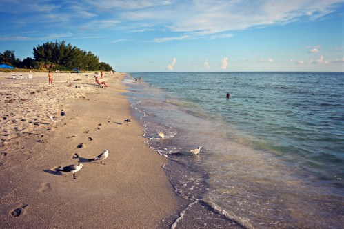A serene beach scene with gentle waves, seagulls on the sand, and people enjoying the sun in the background.
