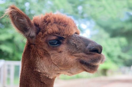 Close-up of a young alpaca with a fluffy brown coat and curious expression, set against a blurred green background.