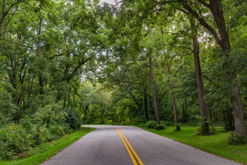 A winding road surrounded by lush green trees and foliage, creating a serene, natural atmosphere.