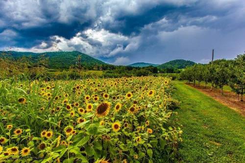 A vibrant field of sunflowers under a dramatic sky, with mountains in the background and a tree line to the right.