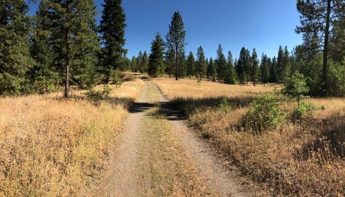 A dirt path winds through a sunny, grassy field surrounded by tall pine trees.