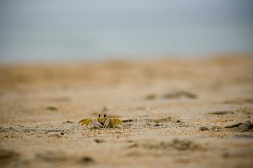 A small yellow crab on a sandy beach, with a blurred ocean background.