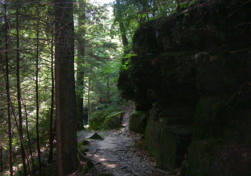 A serene forest path surrounded by tall trees and moss-covered rocks, dappled sunlight filtering through the leaves.