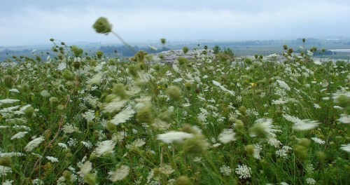 A field of white wildflowers sways in the wind, with a cloudy sky and distant landscape in the background.