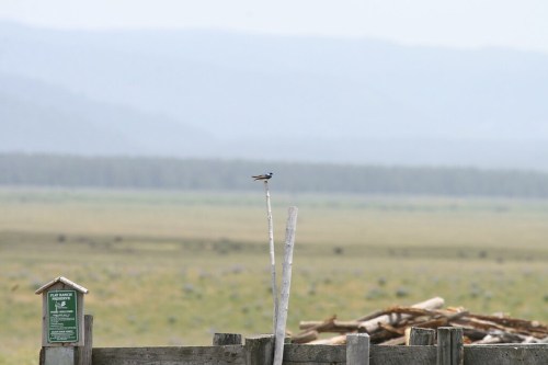 A small bird perched on a wooden post, with a blurred landscape of grass and distant mountains in the background.