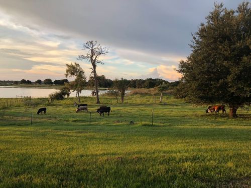 Cows grazing in a green field near a lake, with trees and a colorful sky in the background.