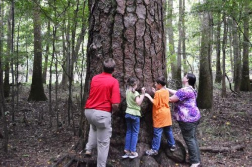 Four children and an adult examine the bark of a large tree in a forested area.