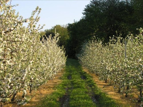 A scenic view of a blossoming orchard with white flowers lining a grassy path between two rows of trees.