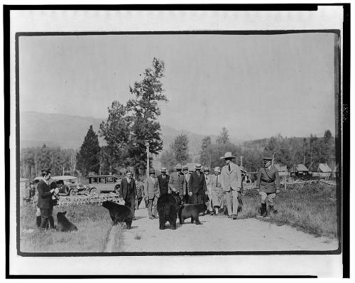 A group of men in suits walking with two bears on a dirt path, surrounded by trees and vintage cars in the background.