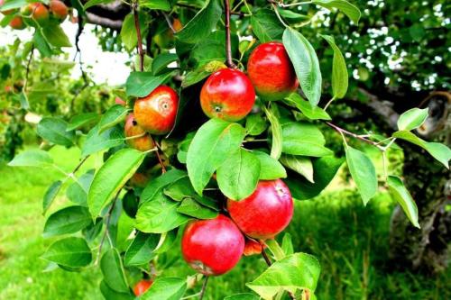 A close-up of red apples hanging from a leafy green apple tree branch.