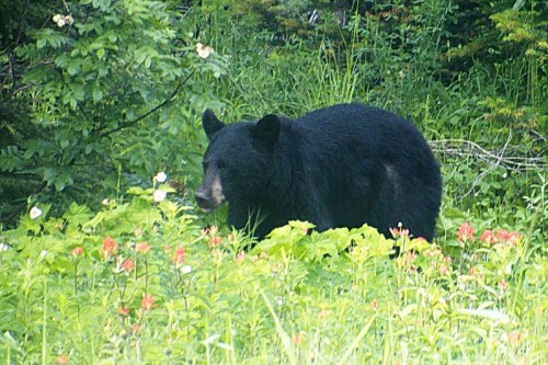 A black bear stands among green foliage and wildflowers in a natural setting.
