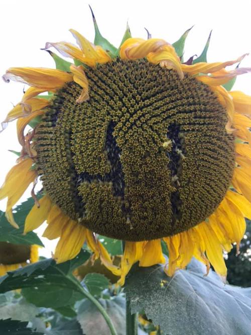 A close-up of a sunflower head with the letters "HI" formed by bees on its seeds.