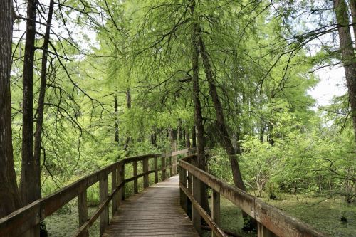 A wooden boardwalk winding through a lush green forest with tall trees and vibrant foliage.
