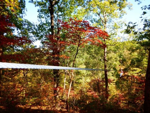 A zip line stretches between trees with vibrant autumn foliage in a forest setting.