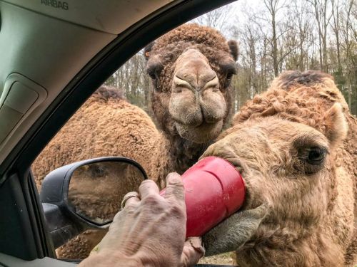 A close-up of two camels approaching a car, one drinking from a red cup held by a person inside.