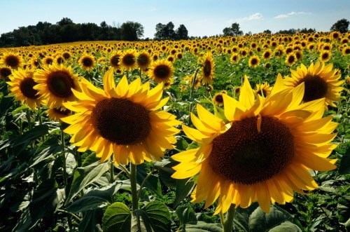A vibrant field of sunflowers under a clear blue sky, with many blooms facing the sun.