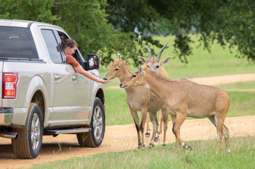 A person in a truck reaches out to feed three antelopes by the roadside in a grassy area.