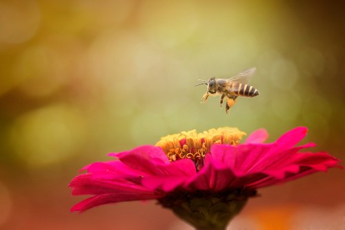 A bee hovers above a vibrant pink flower, collecting nectar in a soft, blurred background.