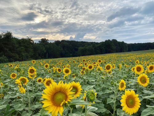 A vibrant field of sunflowers under a cloudy sky, with lush greenery in the background.