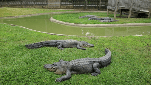 Several alligators resting on green grass near a winding pond in a natural habitat setting.