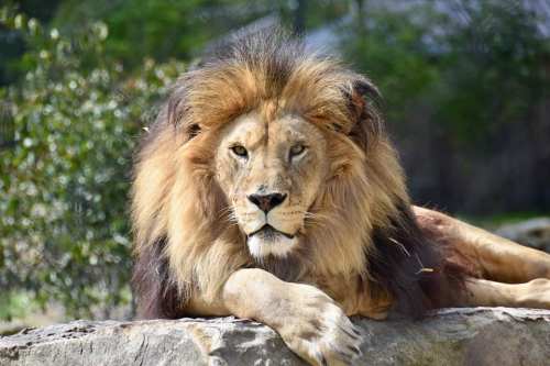 A majestic lion with a thick mane rests on a rock, surrounded by greenery in a natural setting.