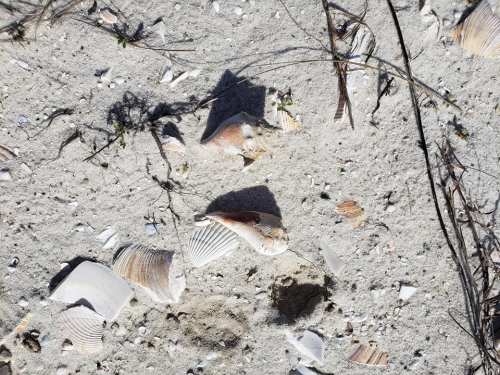 Scattered seashells and small pebbles on sandy beach terrain, with some grass and twigs visible.