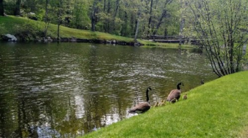 Two geese and their goslings by a serene pond, surrounded by lush greenery and trees.